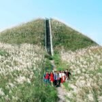 BINH LIEU COGONGRASS FLOWER SEASON